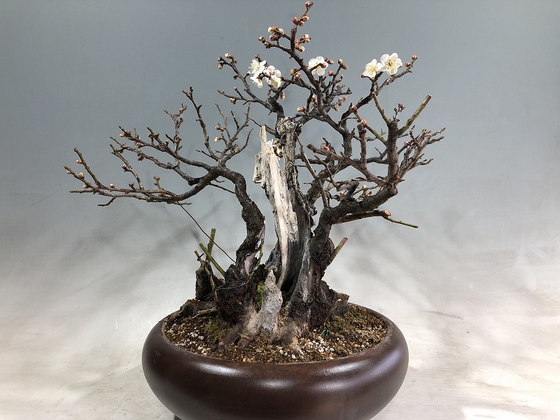 甲州野梅　白一重　小品盆栽 甲州野梅 白一重 小品盆栽 甲州野梅 | 盆栽、盆栽書籍、盆栽鉢