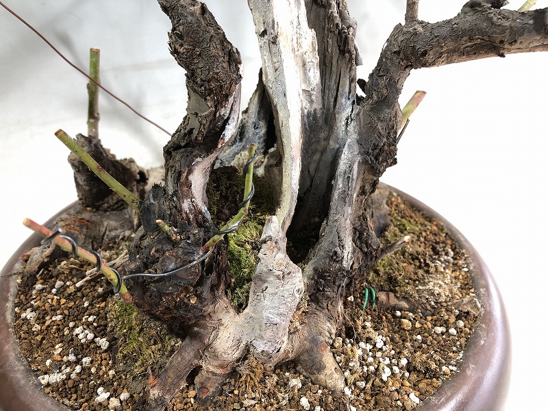 甲州野梅 ※開花しました。 [赤富士園]