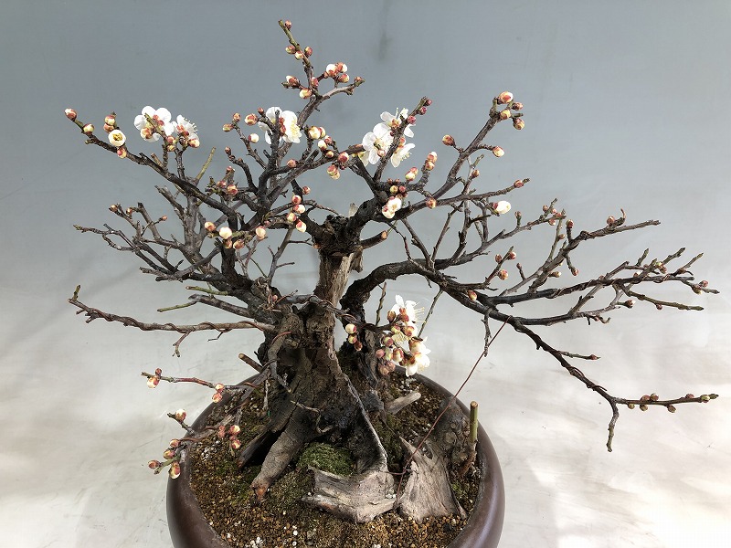 甲州野梅 ※開花しました。 [赤富士園]