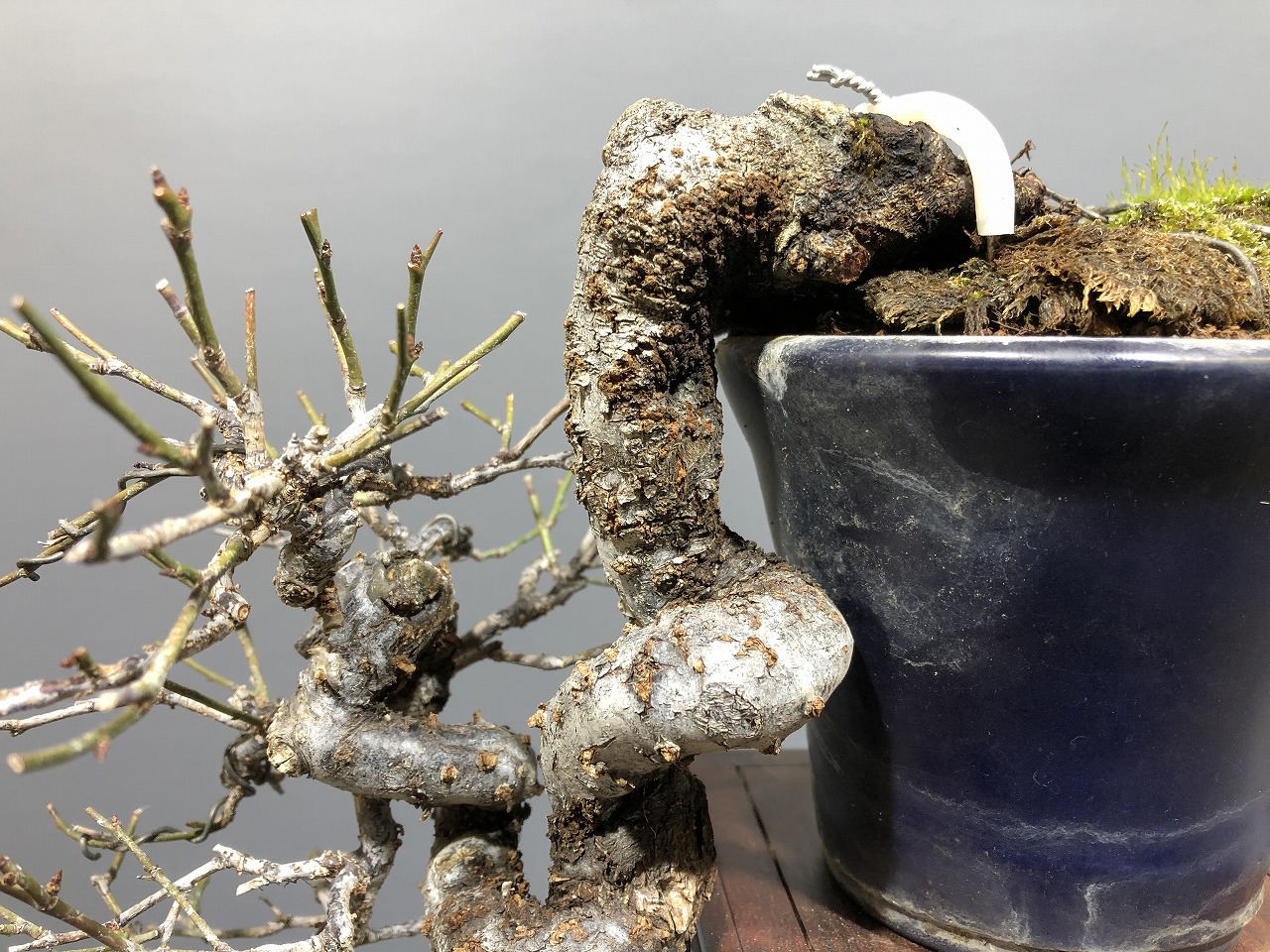 甲州野梅 ※小品懸崖樹形 赤花（八重花）！！ - 展示用盆栽 [赤