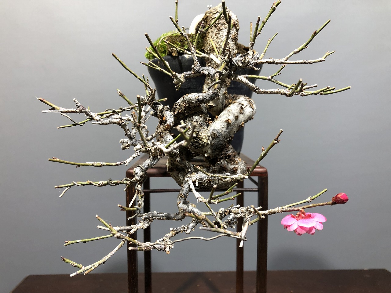 甲州野梅 ※小品懸崖樹形 赤花（八重花）！！ [赤富士園]