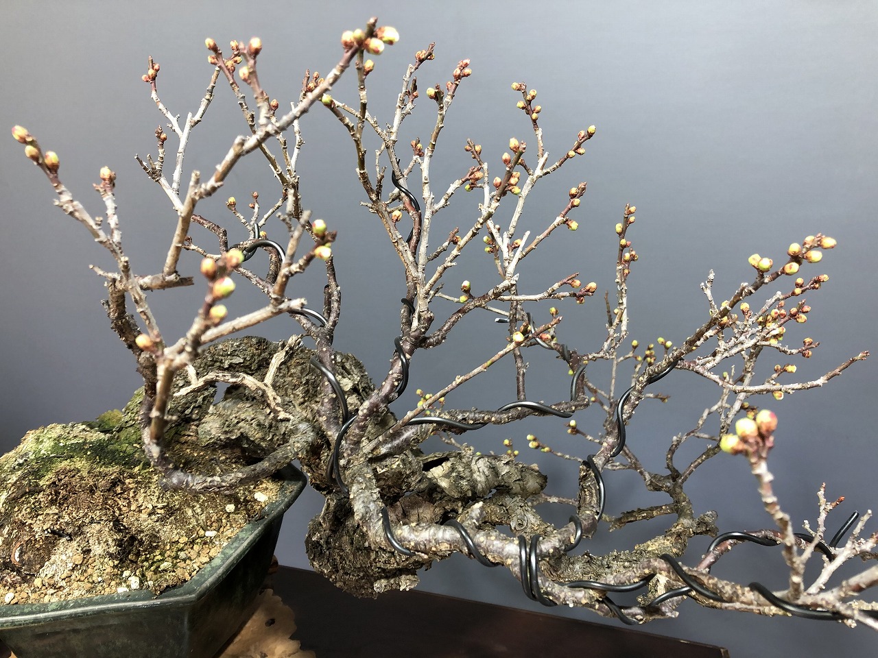 野梅 ※抜群の古さ！！ [赤富士園]