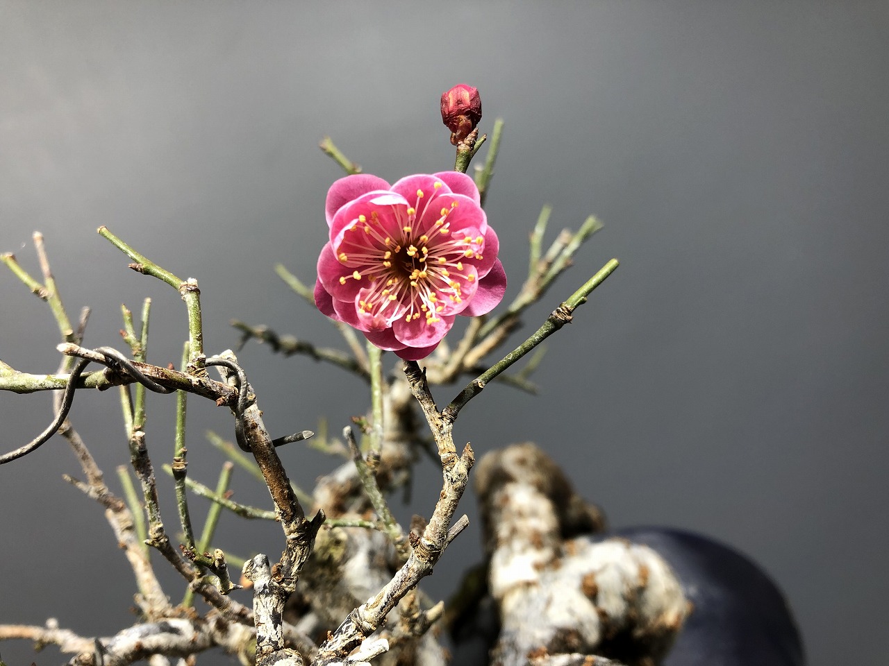 甲州野梅 ※小品懸崖樹形 赤花（八重花）！！ - 梅 [赤富士園]