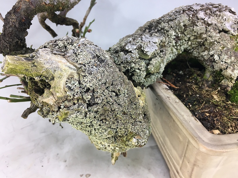 野梅 ※展示会用 [赤富士園]