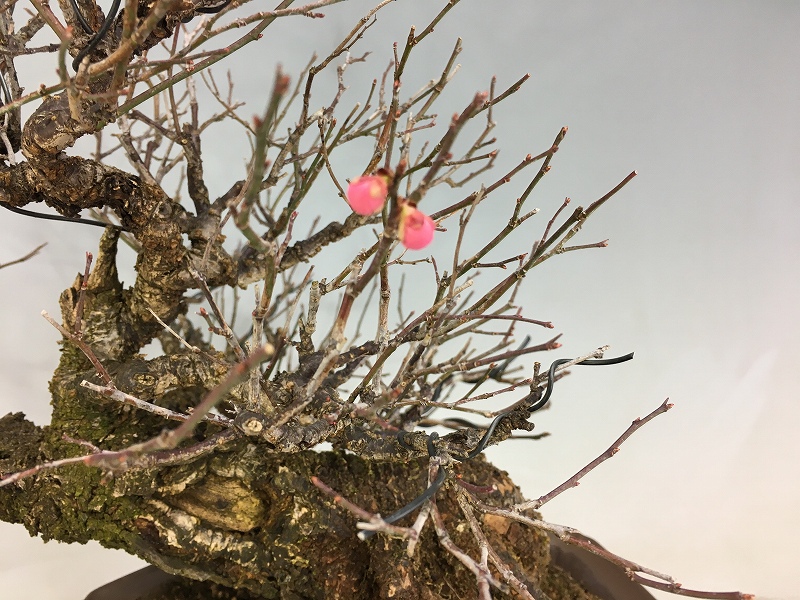 甲州野梅 山木 超極太幹 薄いピンク花 甲州野梅 ※希少品種