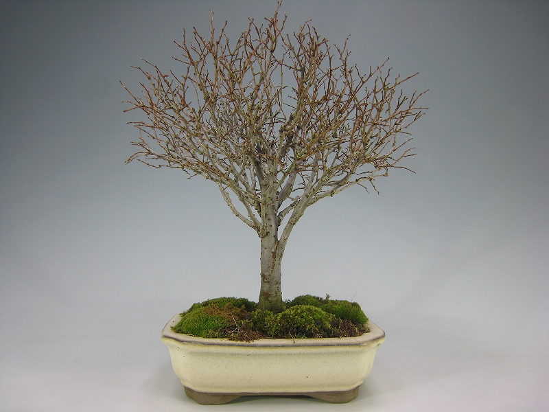 ケヤキ（赤芽） [赤富士園]