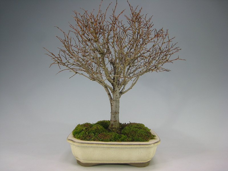 ケヤキ（赤芽） [赤富士園]