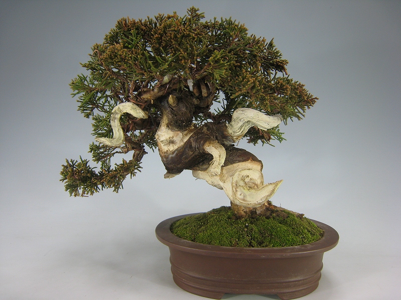 糸魚川真柏 [赤富士園]