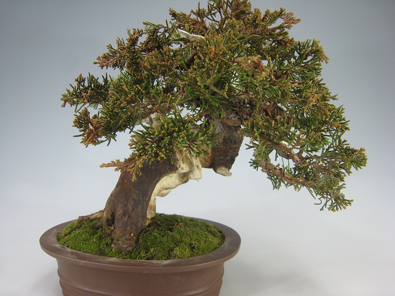 糸魚川真柏⑦ 楽天市場】苗：糸魚川真柏（曲）*いといがわしんぱく シンパク : 遊恵