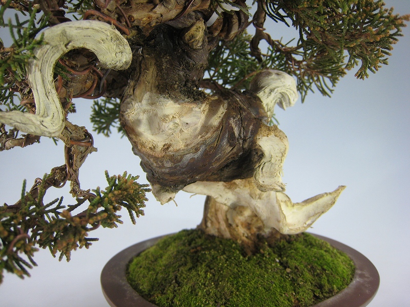 糸魚川真柏 [赤富士園]