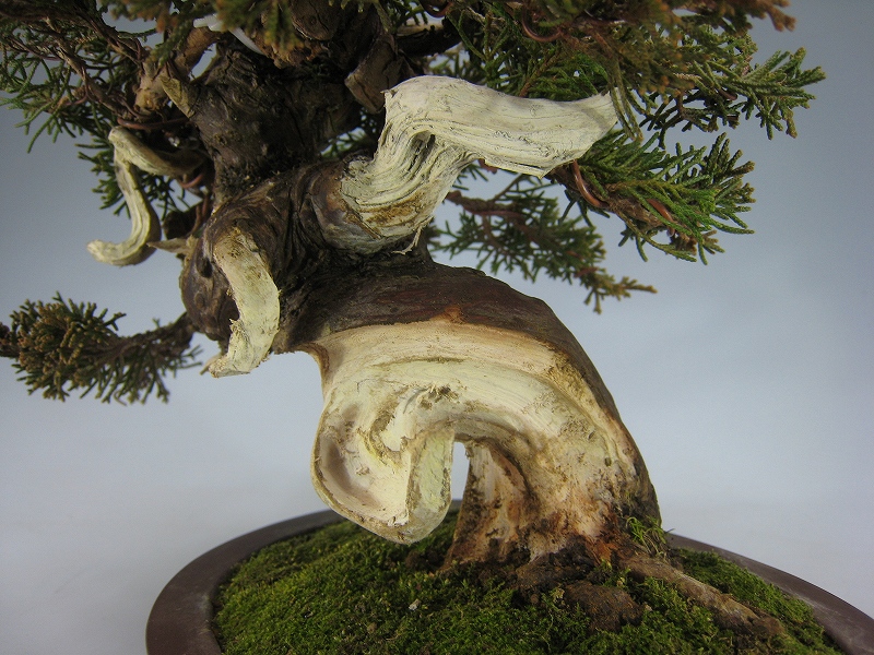 糸魚川真柏 [赤富士園]