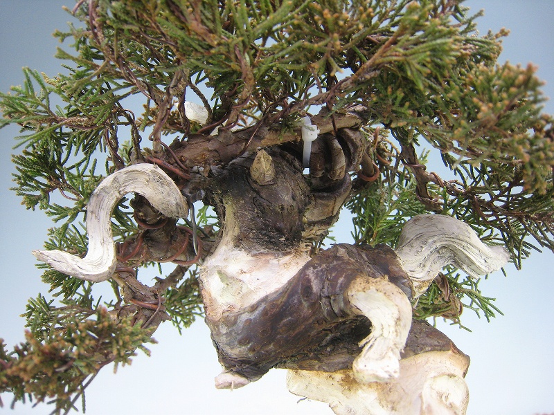 糸魚川真柏 [赤富士園]